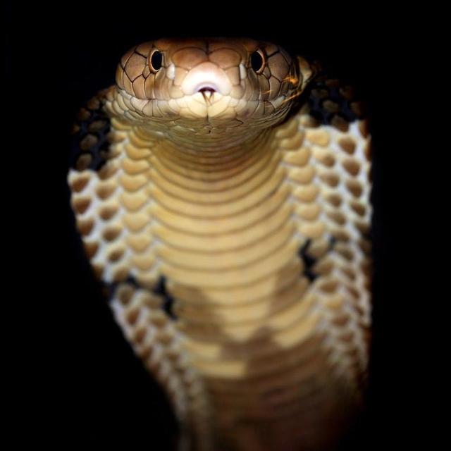 Episode 159: An Icon, The King Cobra - podcast episode cover
