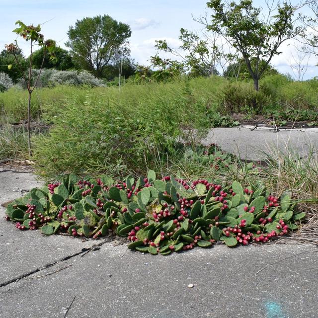Cornell Herbarium, Brooklyn Cactus, VA Buckwheat - podcast episode cover