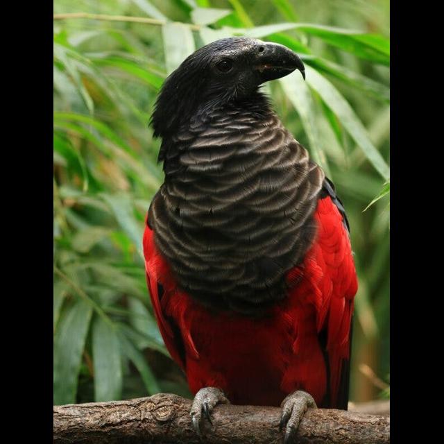 Episode 252: Not a Vampire But a Dracula Parrot - podcast episode cover