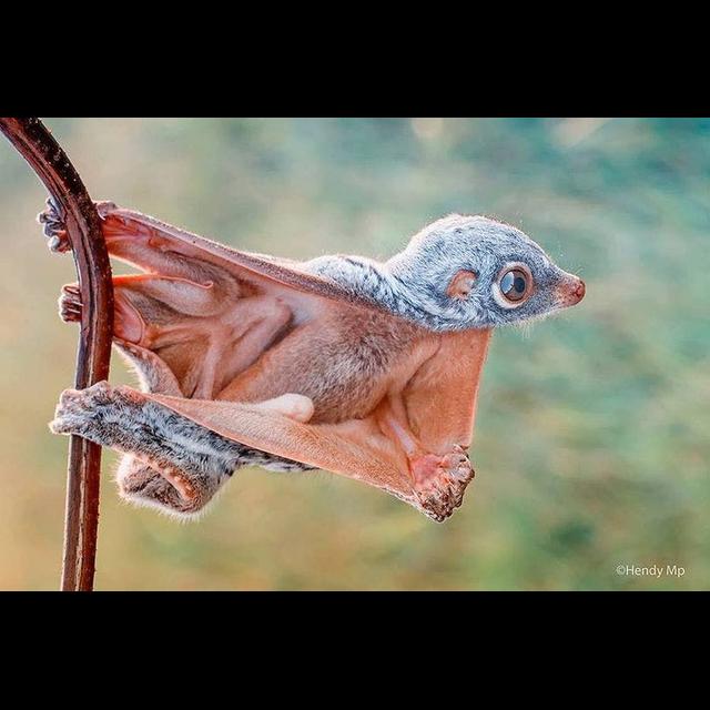Episode 278: Fanciful Flying Lemurs, aka Colugos - podcast episode cover
