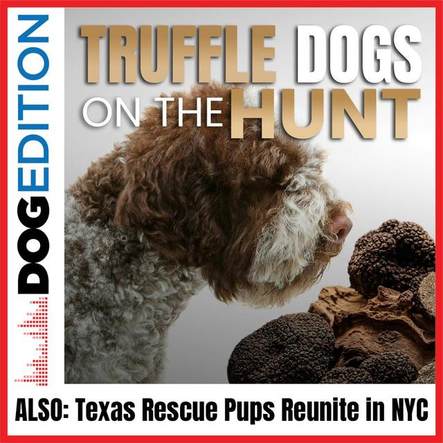 Truffle Dogs on the Hunt | Dog Edition #12 - podcast episode cover