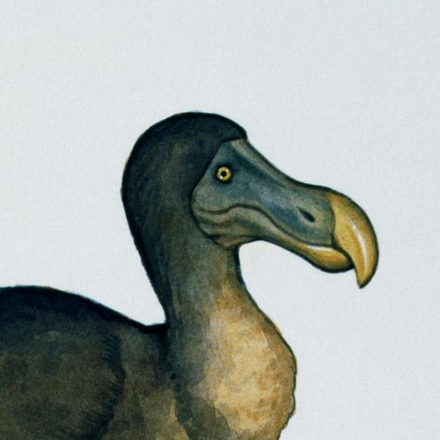 Not as dead as a dodo? - podcast episode cover