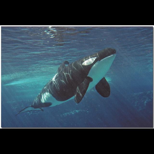 Episode 327: Orcas are Champions Part I - podcast episode cover