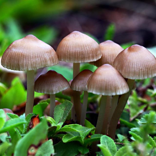 Cosmic Queries - The Fungus Among Us with Merlin Sheldrake - podcast episode cover