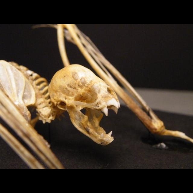 Episode 60: Spectacularly Spooky, the Vampire Bat - podcast episode cover