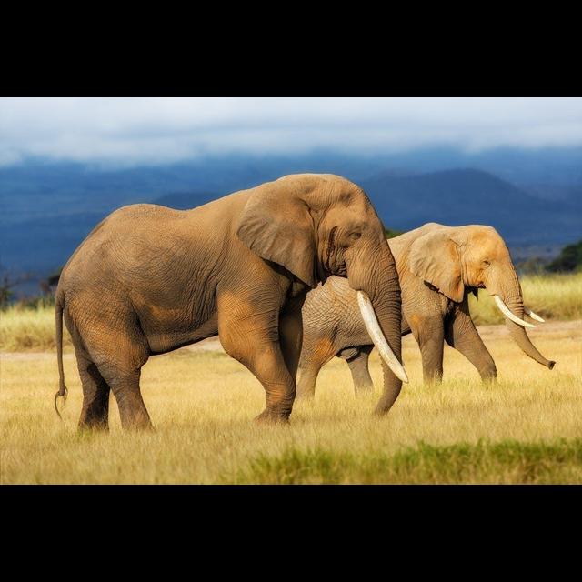 Honey Bee Alarm Signal Could Protect Elephants - podcast episode cover