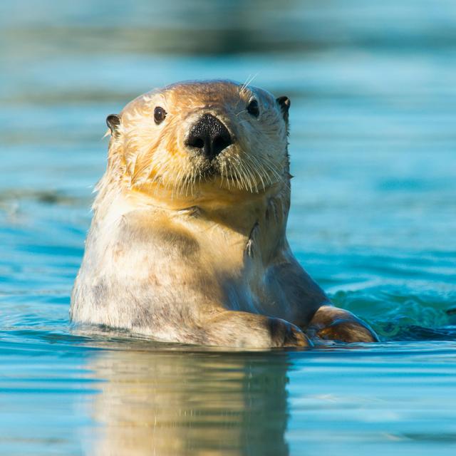 Sea Otters' Powerful Paw Prey Perception - podcast episode cover
