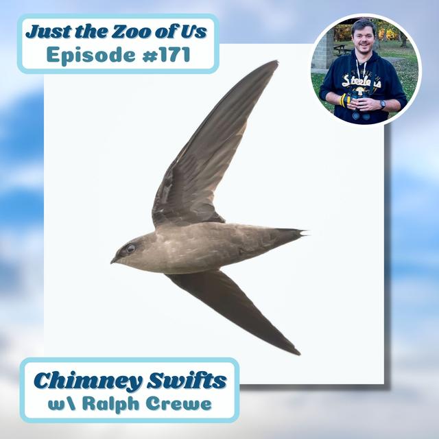171: Chimney Swifts w/ Ralph Crewe! - podcast episode cover