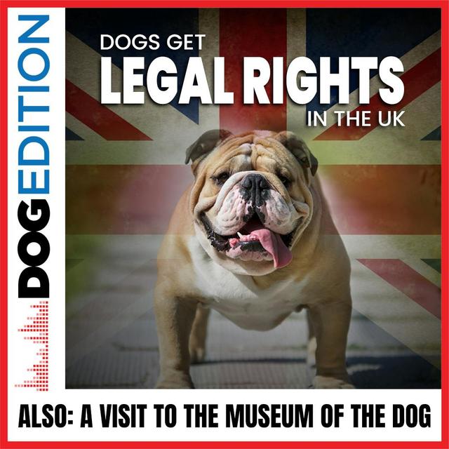 Dogs Get Legal Rights in the UK | A Visit To The Museum Of The Dog | Dog Edition #20 - podcast episode cover