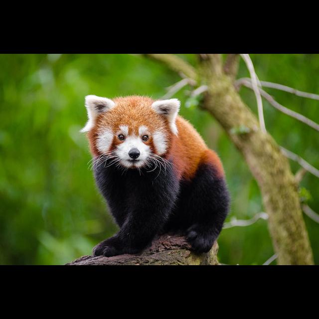 Episode 312: Red Panda Reset - podcast episode cover