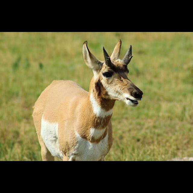 Episode 201: Catch the Pronghorn If You Can - podcast episode cover