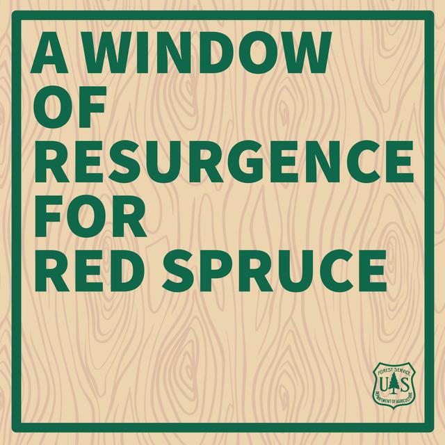 A Window of Resurgence for Red Spruce - podcast episode cover