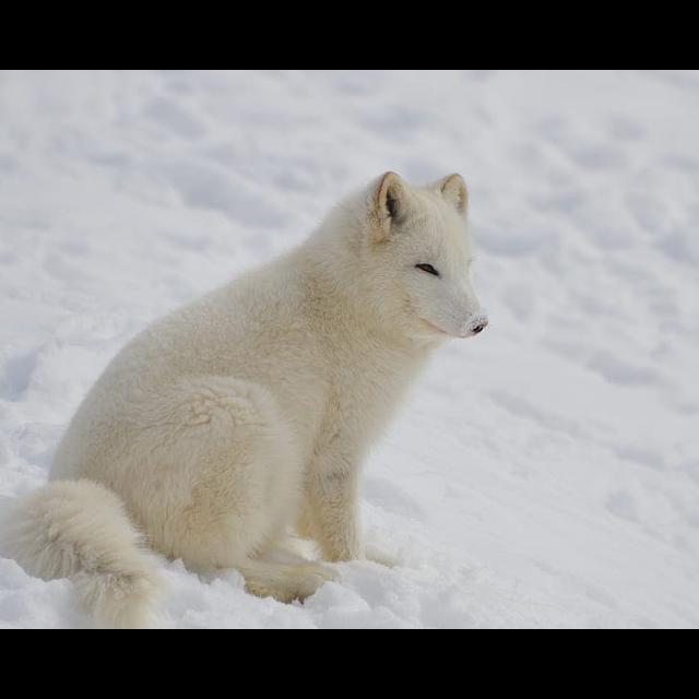 Adorable Arctic Foxes - podcast episode cover