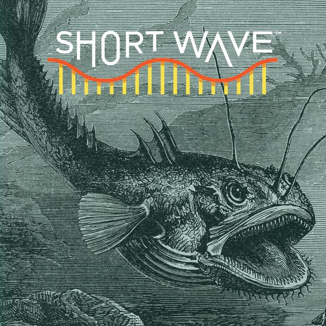 Anglerfish Ancestors Once Roamed The Seafloor - podcast episode cover