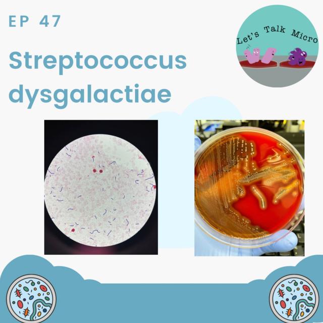 Episode 47: Streptococcus dysgalactiae - podcast episode cover