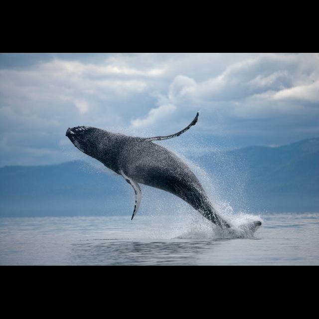 Humpback Whales Swap Songs at Island Hub - podcast episode cover
