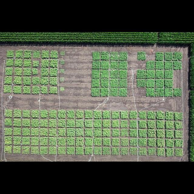 Tobacco Plants Made to Produce Useful Compounds - podcast episode cover