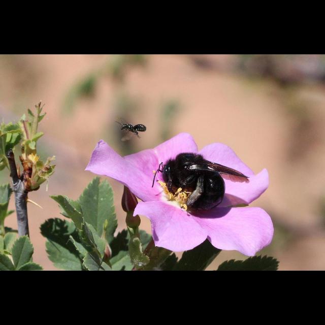 Utah's Deserts Are Bee Hotspots - podcast episode cover