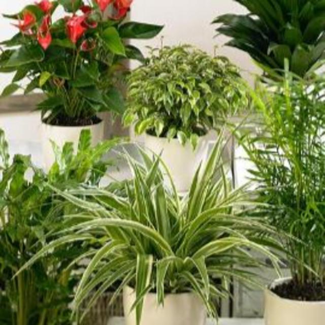 Have Happy House Plant with Help from a Pro - podcast episode cover