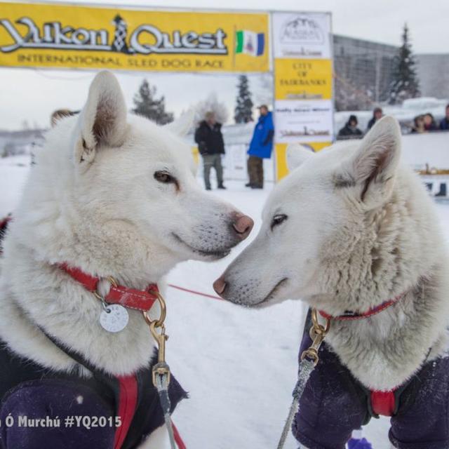 Marti Steury - Yukon Quest (Season 3 Episode 20) - podcast episode cover