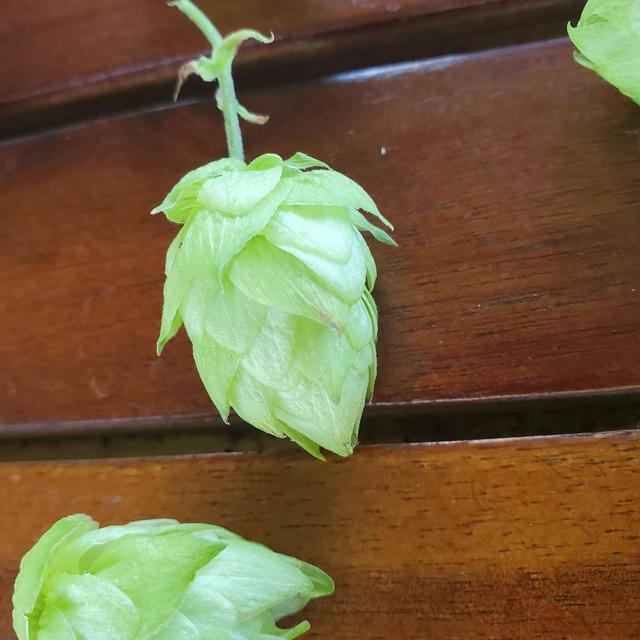 Episode 23 - 2021 Hops Insight, Barley Head Brewing, and Starting a Food Program - podcast episode cover