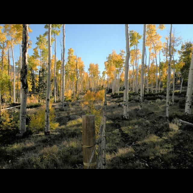 World's Largest Organism Faces Bleak Future - podcast episode cover