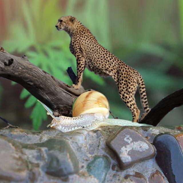Are you a cheetah or a snail? - podcast episode cover