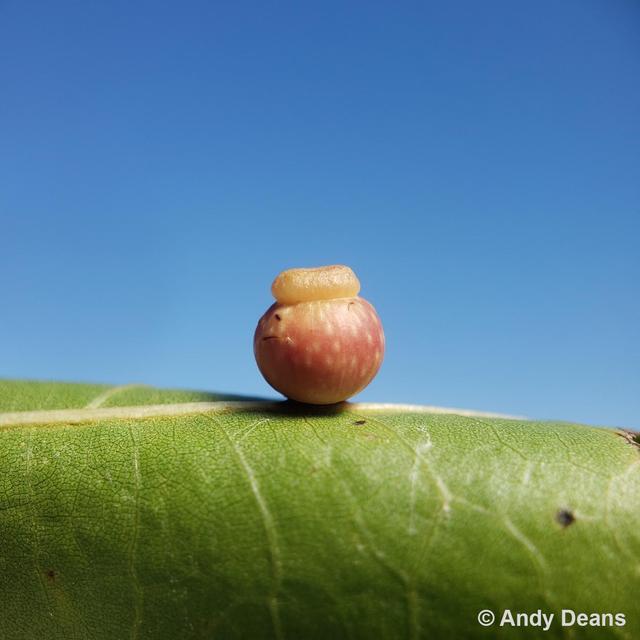 Galls: Amazingly Diverse and Fascinating Plant Growths - podcast episode cover