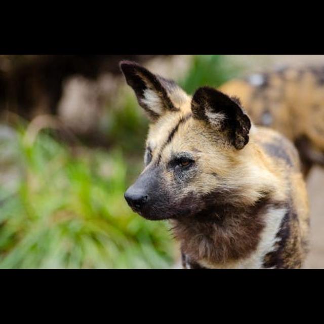 Episode 91: A Masterpiece, the African Painted Dog - podcast episode cover