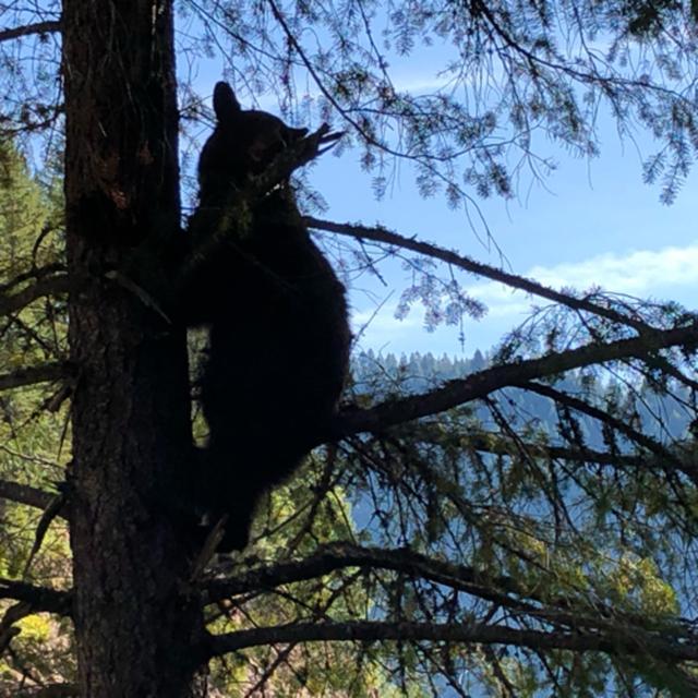 Bonus! Black Bear Mama And Cubs In a Tree At Ahjumawi Lava Springs State Park - podcast episode cover