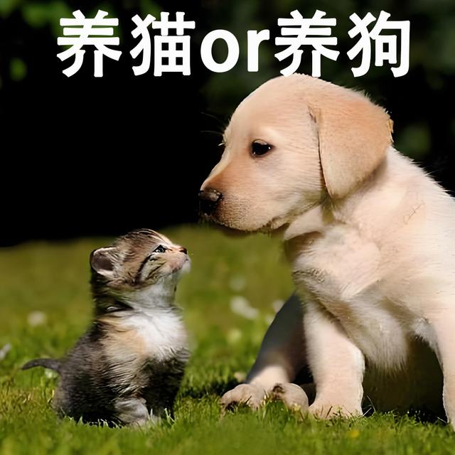 6分钟中文 养猫还是养狗 Should I keep a cat or a dog - podcast episode cover