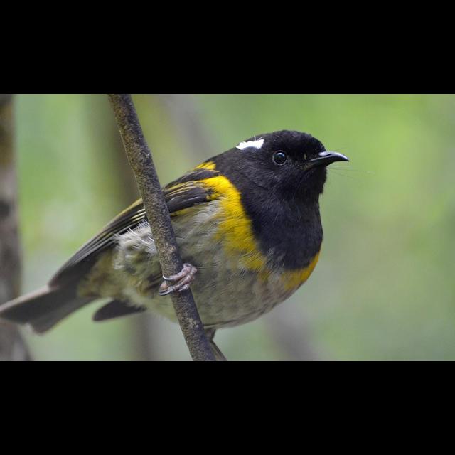 Biologists Track Tweets to Monitor Birds - podcast episode cover