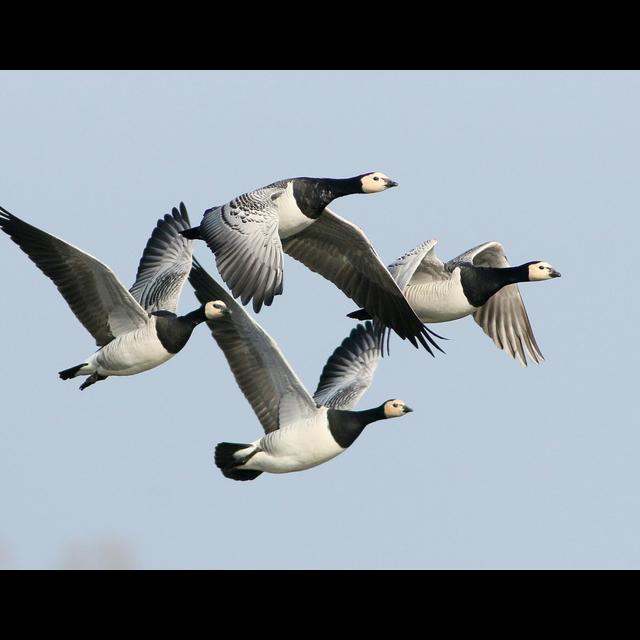 As Spring Arrives Earlier, Arctic Geese Speed Up Their Migration - podcast episode cover