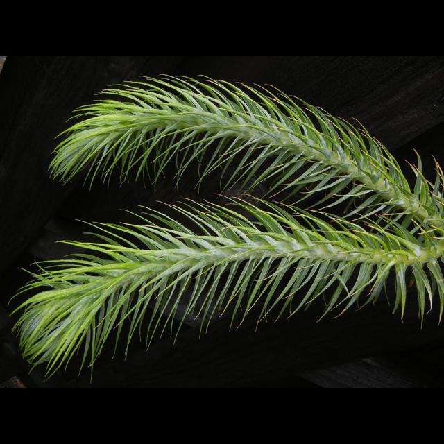 Lycophytes, Quillworts & the "Great Dying" - podcast episode cover