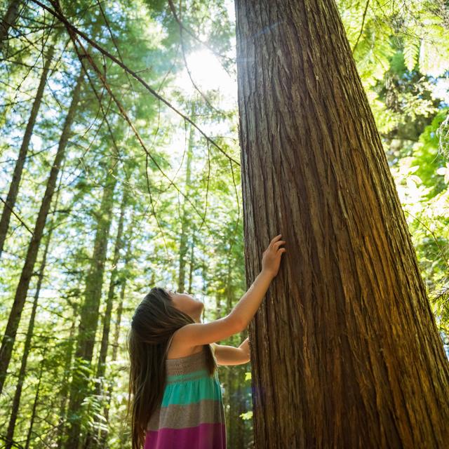 Tree, Myself and I: All about our leafy green friends - podcast episode cover