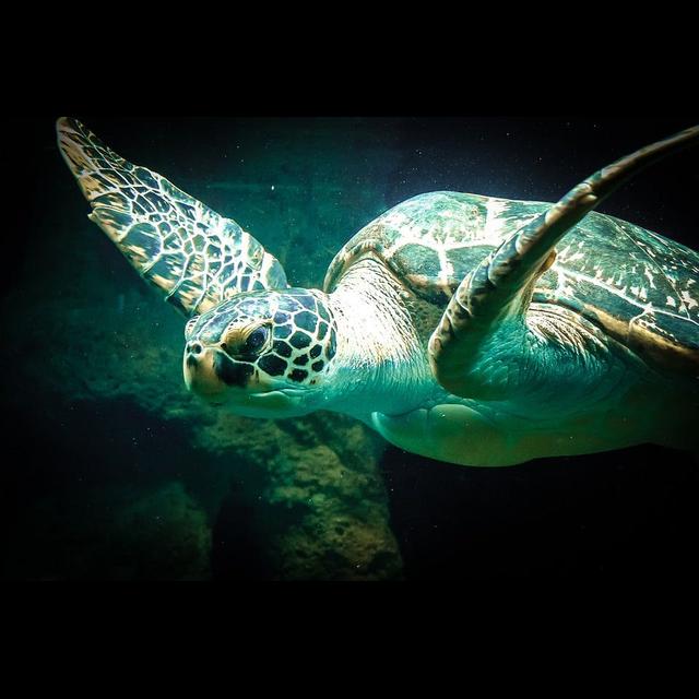 Episode 65: Saving Sea Turtles - podcast episode cover