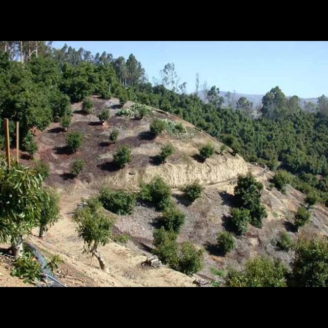 Encore: Avocado orchard recovery after wildfire with Ben Faber - podcast episode cover