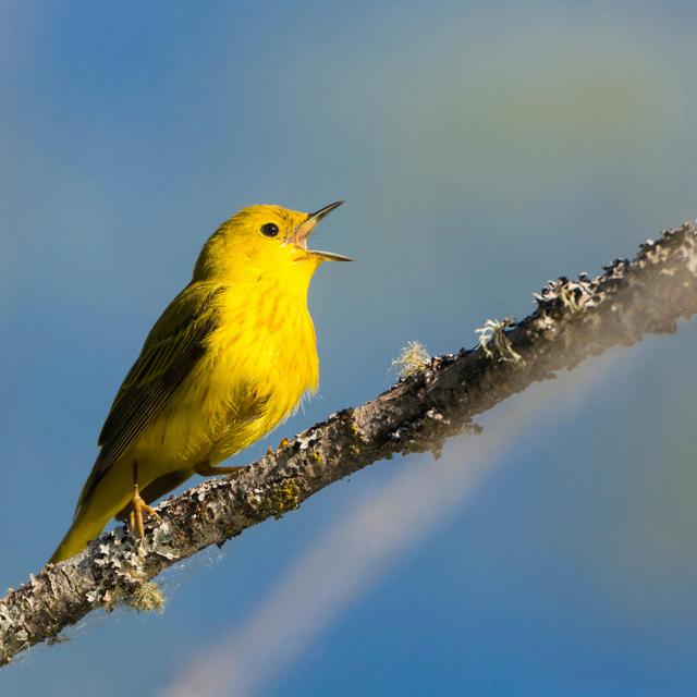 Red-Winged Blackbirds Understand Yellow Warbler Alarms - podcast episode cover
