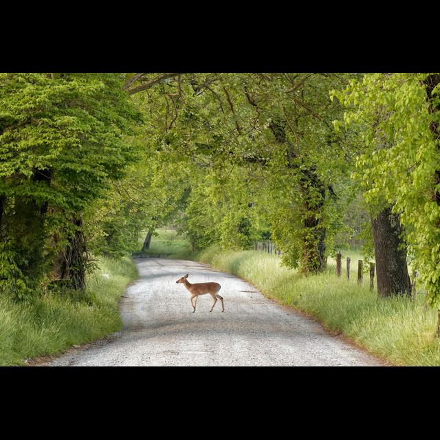 Animals Appreciate Recent Traffic Lull - podcast episode cover