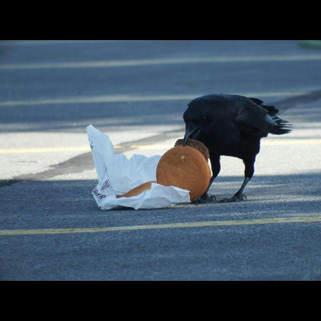 Cholesterol Climbs after Crows Chomp Cheeseburgers - podcast episode cover