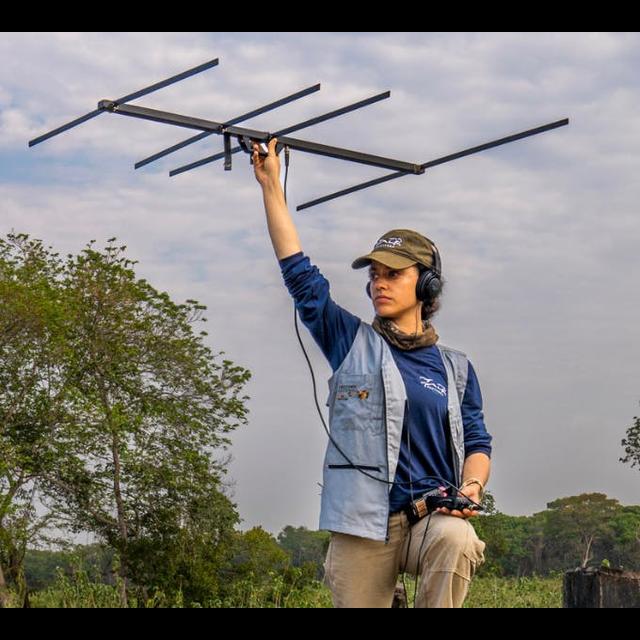 Ocelot Conservation w/Panthera's Raissa Sepulveda - podcast episode cover