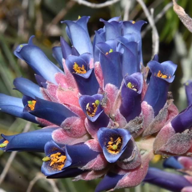 Bromeliads to Blow Your Mind - podcast episode cover