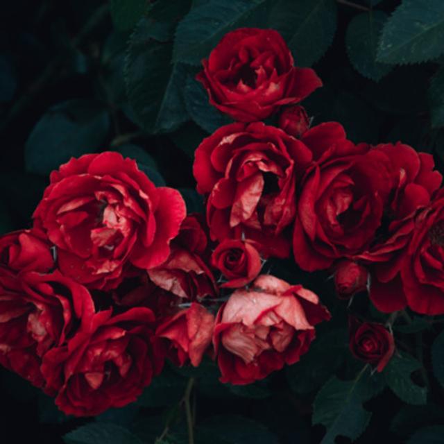 The Flower Thief - podcast episode cover