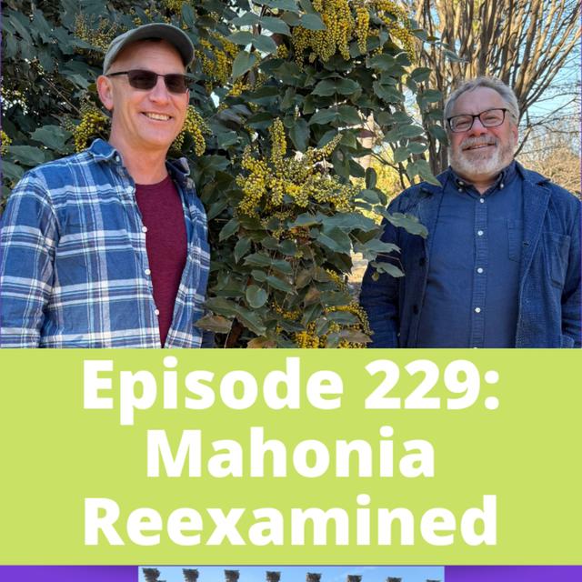 Mahonia Reexamined - podcast episode cover