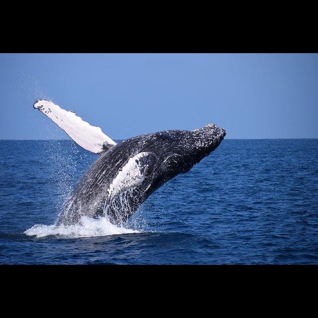 Episode 275: Harmony of the Humpback Whale - podcast episode cover