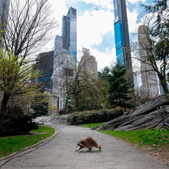 Sky Vaccines: Ridding Raccoons Of Rabies En Masse - podcast episode cover