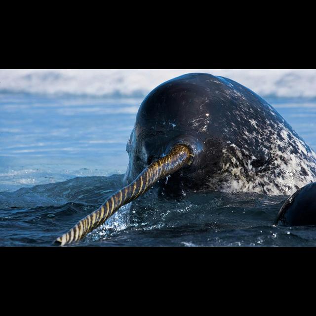 Episode 64: Narwhals, Unicorns of the Sea - podcast episode cover