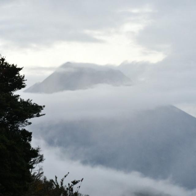Upper Amazon Fungi w/ Alan Rockefeller in Ecuador - podcast episode cover