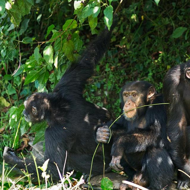 Yet another road to this great ape’s extinction - podcast episode cover
