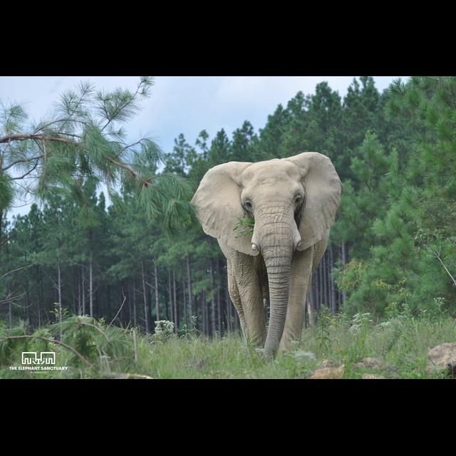 Episode 123: Elephant Sanctuary with Educator Joy Owens - podcast episode cover